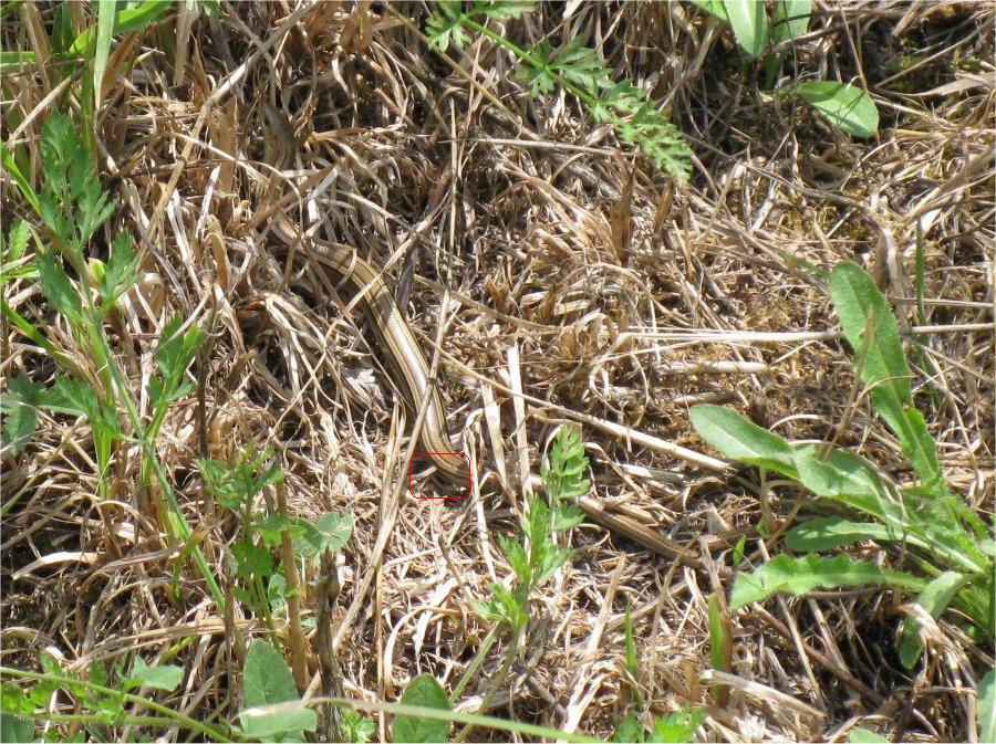 Altro serpentello Toscano